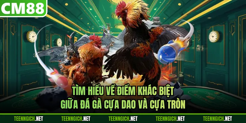 Tìm hiểu về điểm khác biệt giữa đá gà cựa dao và cựa tròn